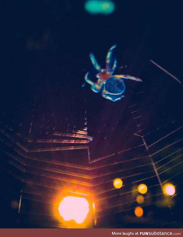 A rather large spider in the public park…lit by distant headlights…