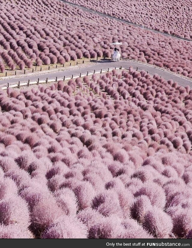 It’s autumn in the Hitachi Seaside Park - Ibaraki, Japan