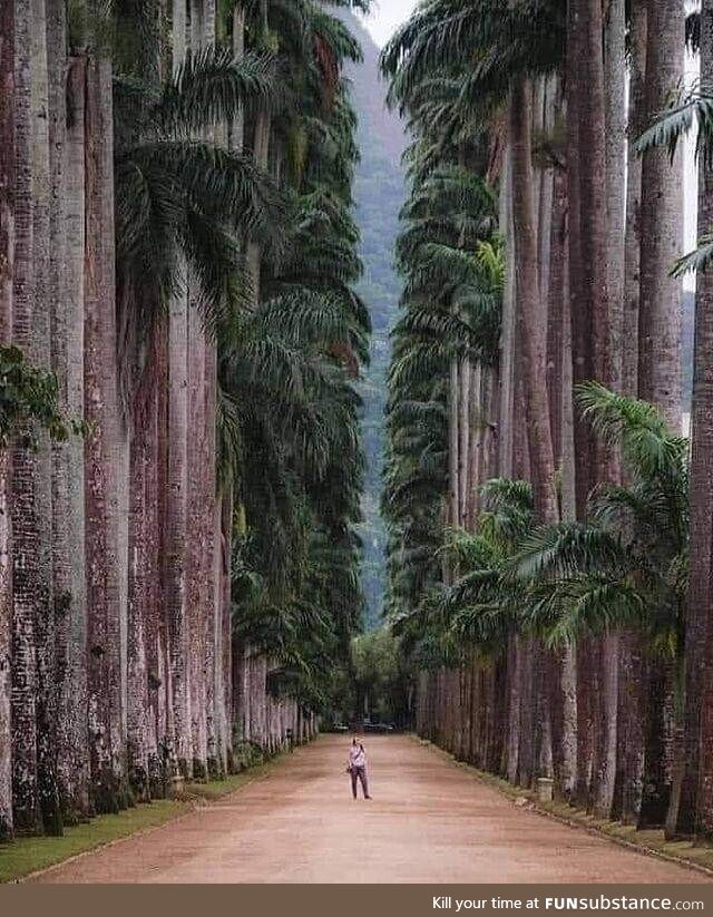 Botanical Park of Rio de Janeiro Brazil. Founded in 1808