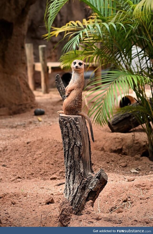 Excited meerkat