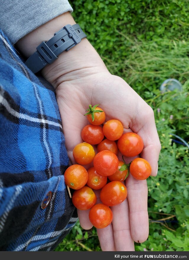 My compost box tomato plant put out a bunch of tiny tomatoes. Im so proud