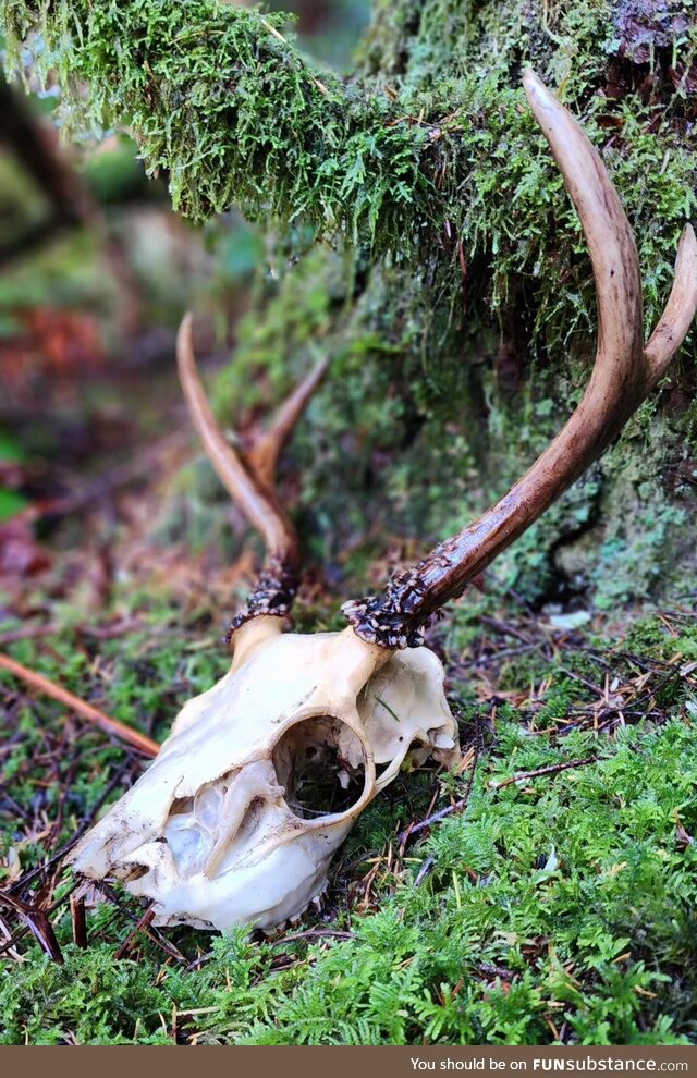 Deer skull I found while mushroom picking