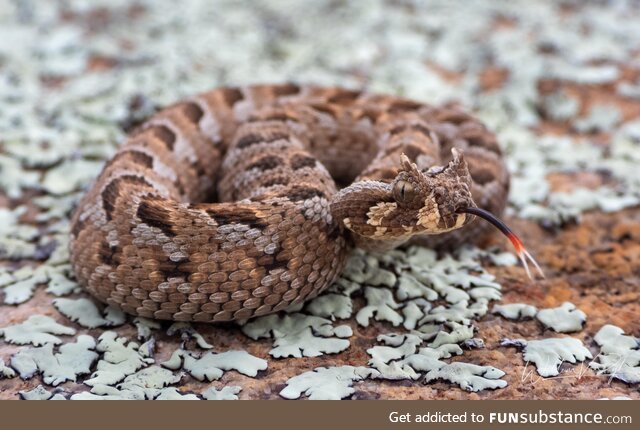 Many-Horned Adder (Bitis cornuta), dangerously venomous