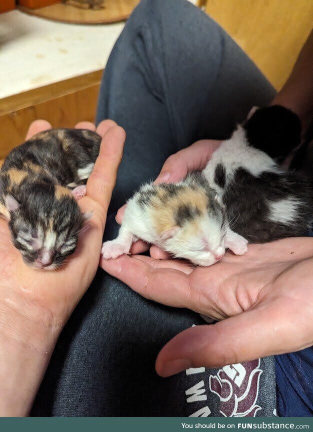 Kittens, 2 days old