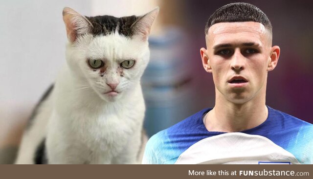 Phil Foden as a cat. Love it!