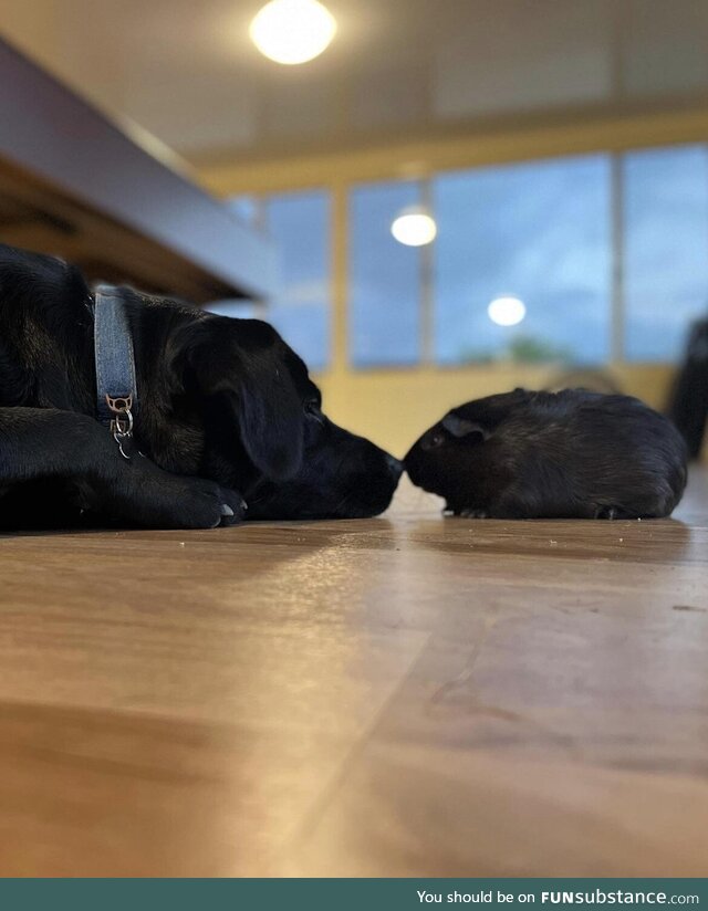 [oc] my lab puppy & guinea pig