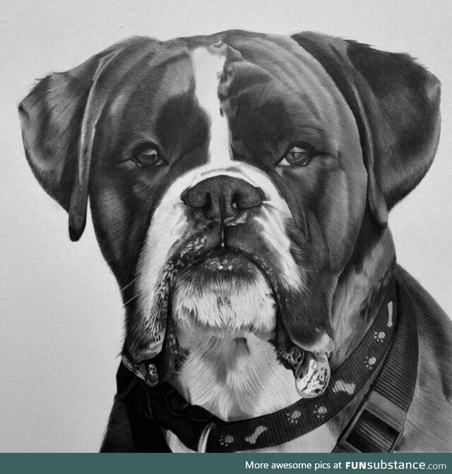 Pencil handmade portrait of a boxer dog for my client