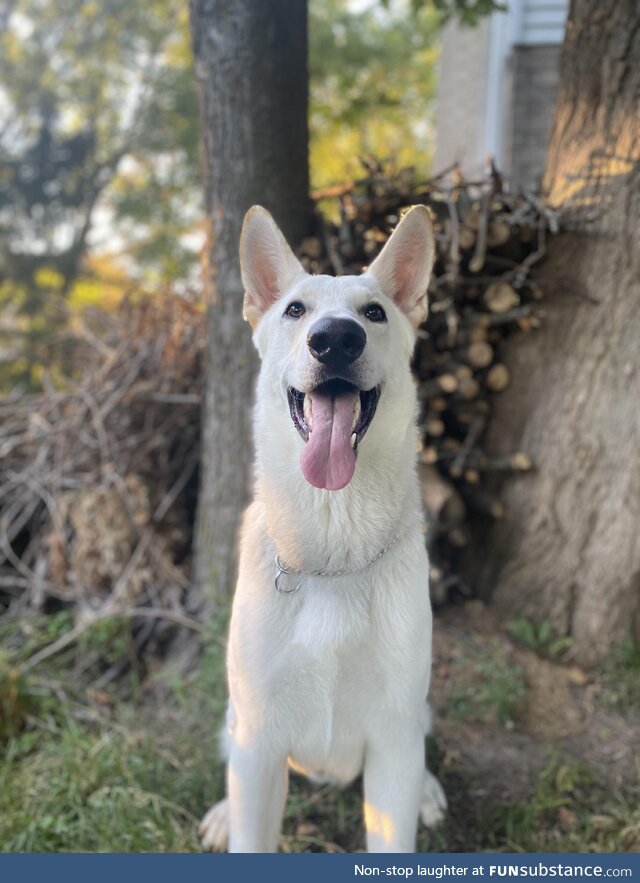 [OC] My 11-month old German shepherd