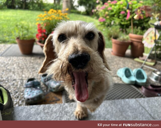 Took a picture of my dachshund while he was yawning and…