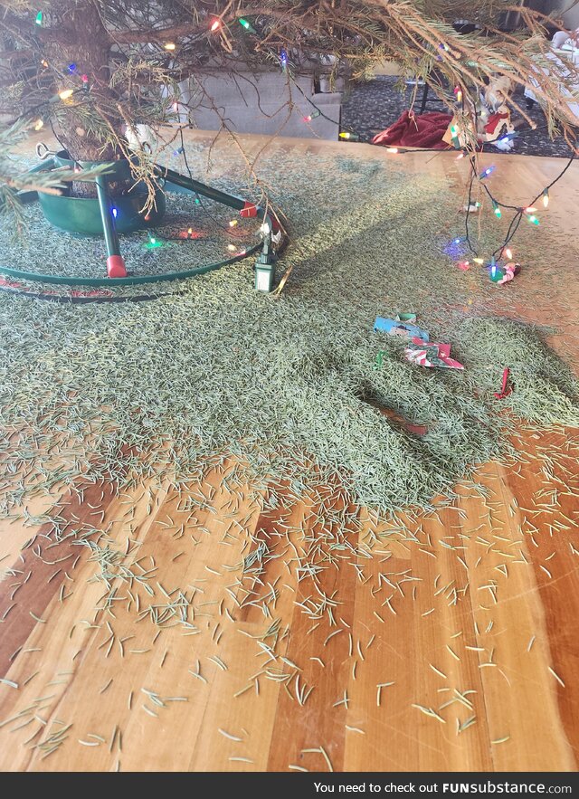 The remnants of my christmas tree