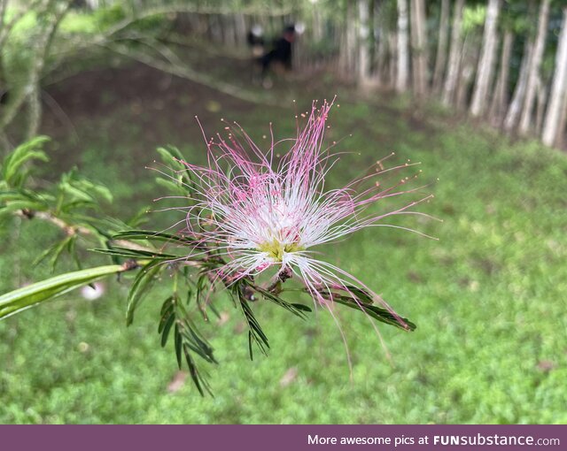 [OC] These interesting flowers on a tree in my new backyard