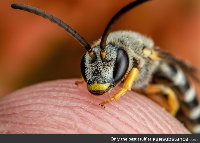 Sweat Bee on my Finger