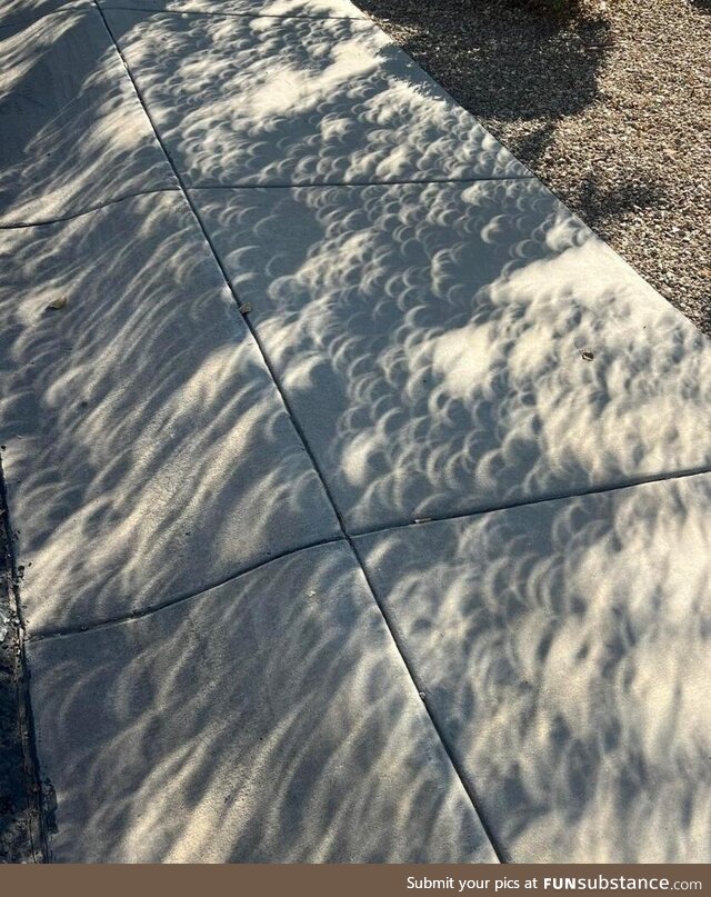 My kid took a photo of a tree shadow during the eclipse this morning