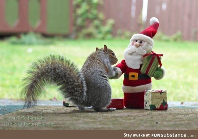 Squirrel Meeting Santa