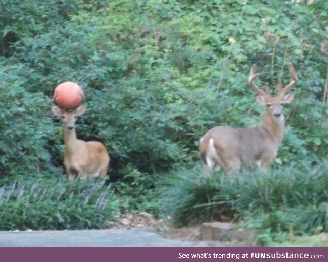 A local deer has a basketball stuck in his antlers