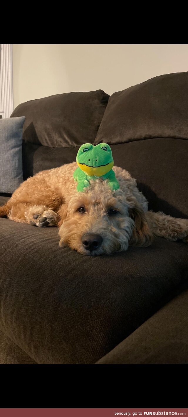 Dog-frog