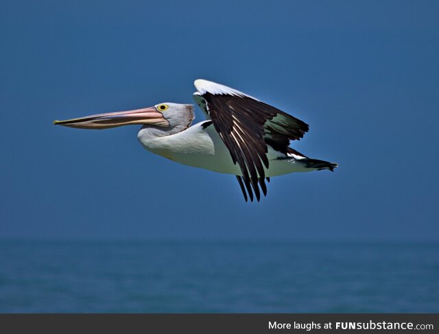 Pelican - australia