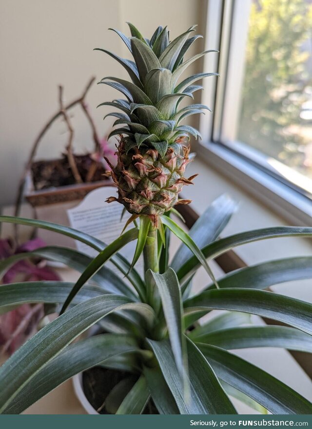 Got a Pineapple Plant today