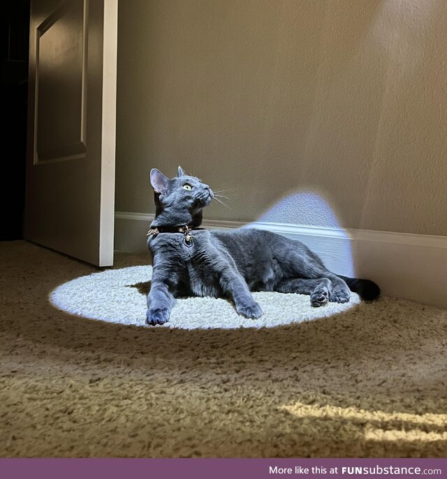 My dramatic cat found a spotlight