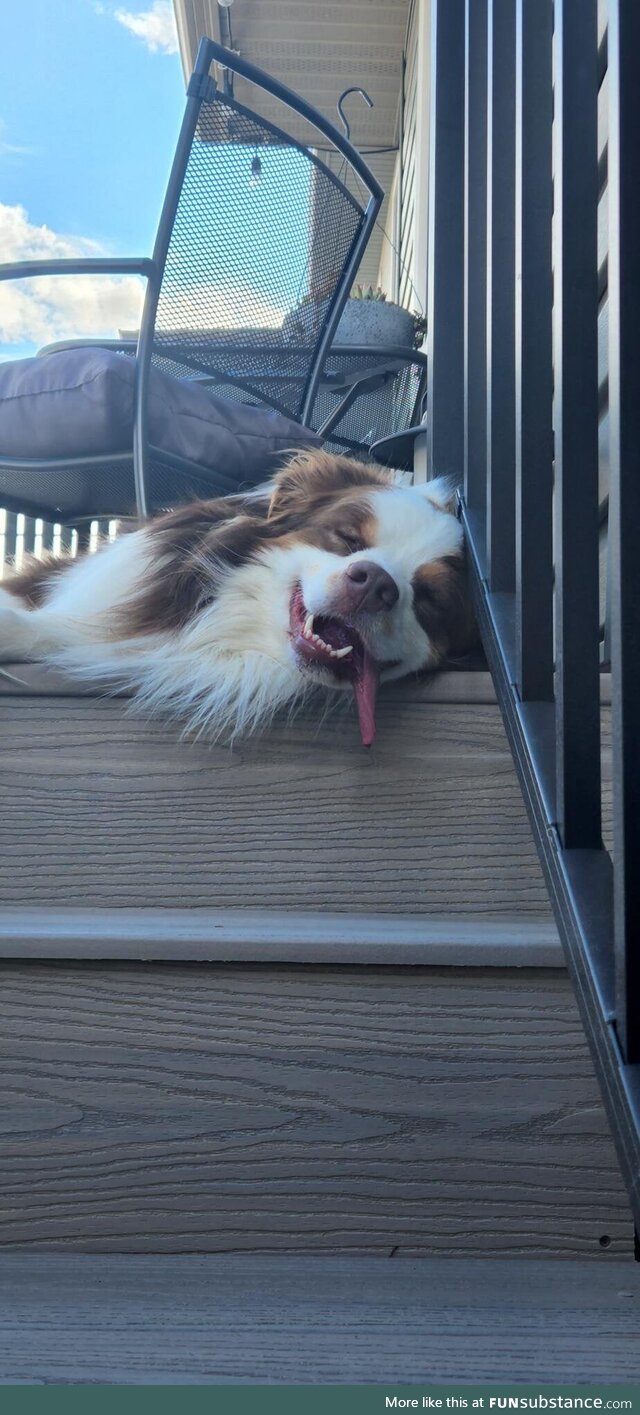 Took the dogs for a run, this is how one of them fell asleep