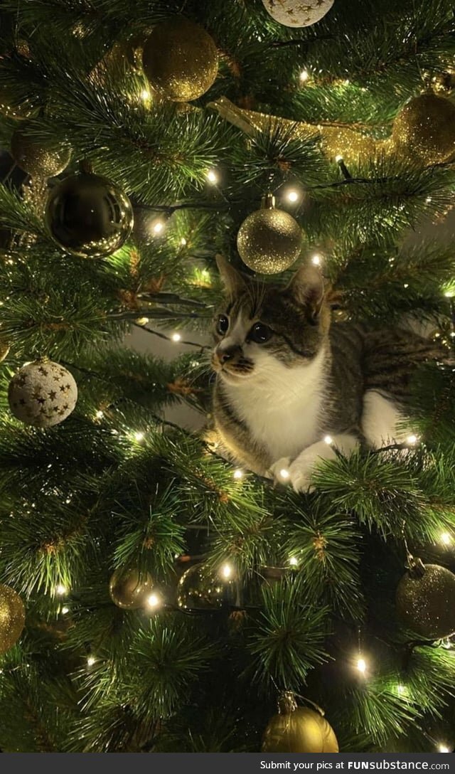 Kitty Explores Xmas Tree
