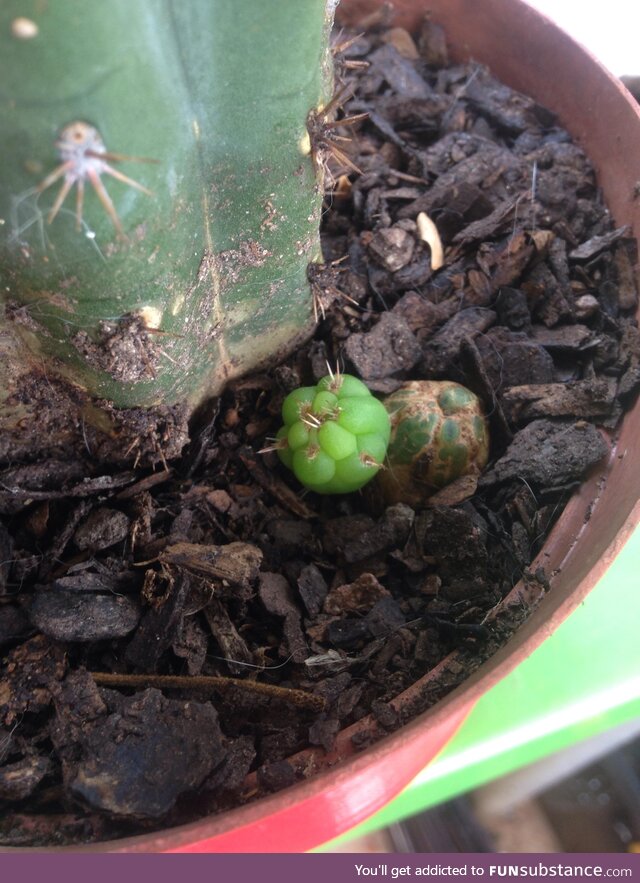 Grafted a Peyote cactus to what I think is a barbed wire cactus and they seem to have