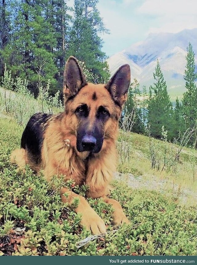 My GSD in the Shuswap, BC. (OC)