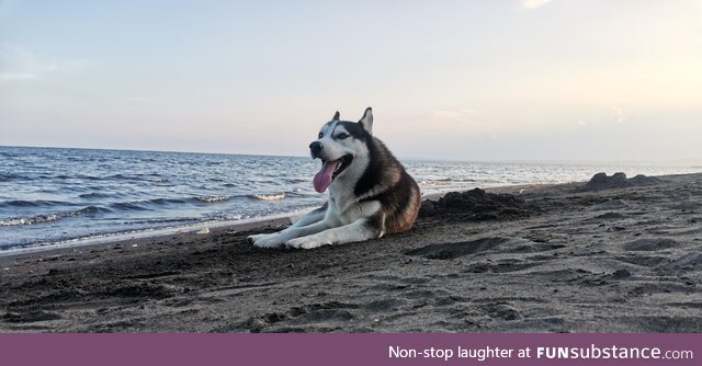 [OC] Husky at the beach