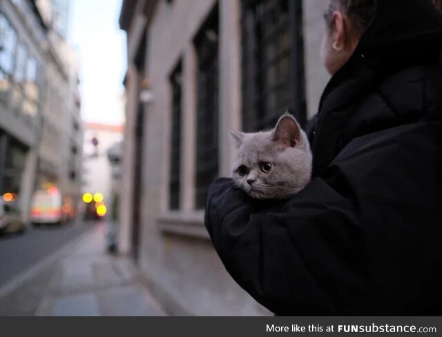 Facial expression of a cat being evacuated because of a WWII bomb