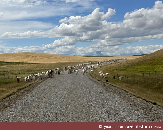 My dog Hendrix, a herd of cows and their calves and the Alberta sky