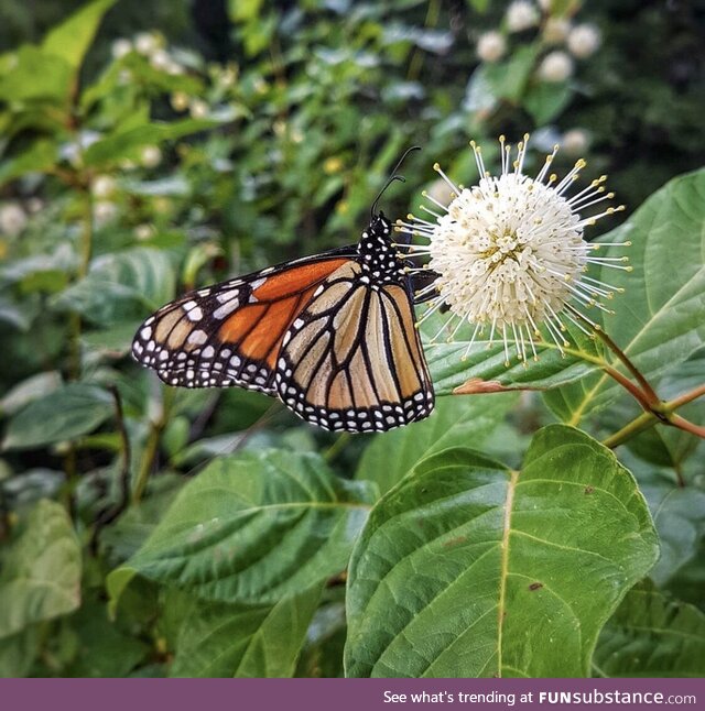 (OC) a monarch butterfly on a buttonbush