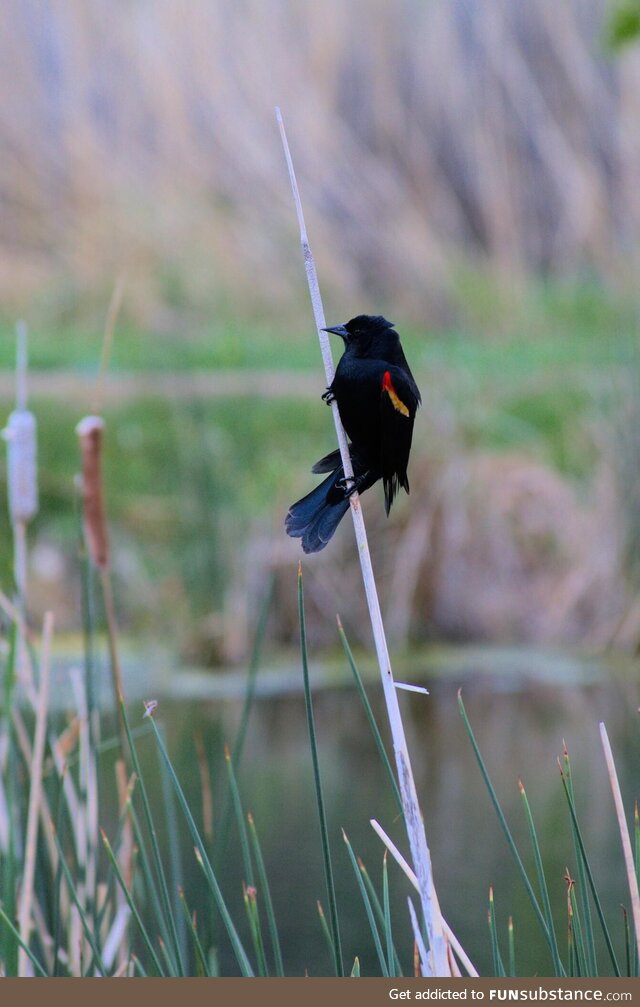 Red wing black bird