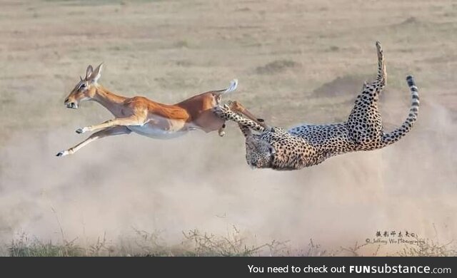 "Cheetah flipper"-Jeffrey Wuh Photography IG