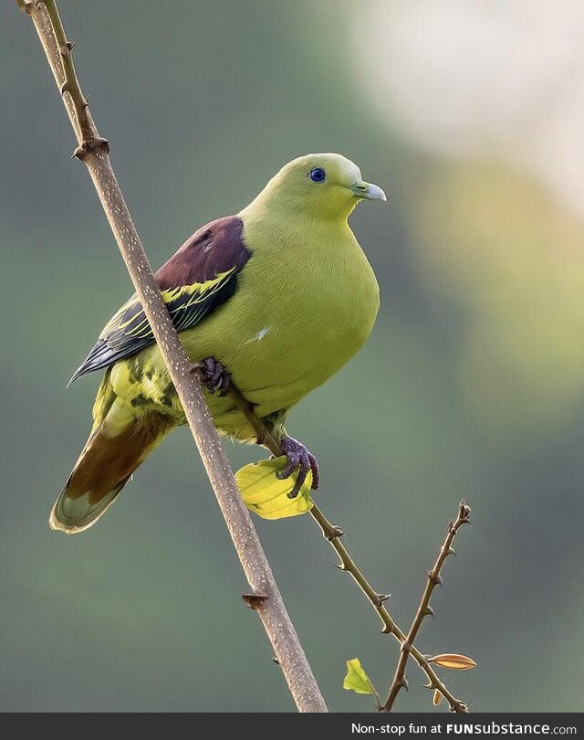 I saw this Pompadour Green Pigeon in Goa, India