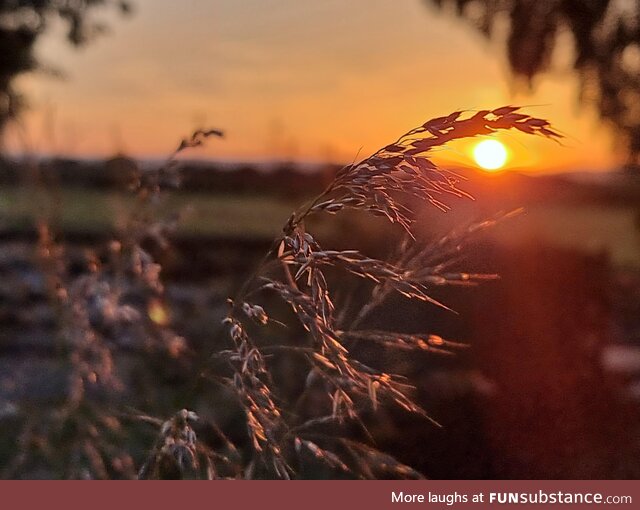 I enjoyed a corny sunset this evening [OC]