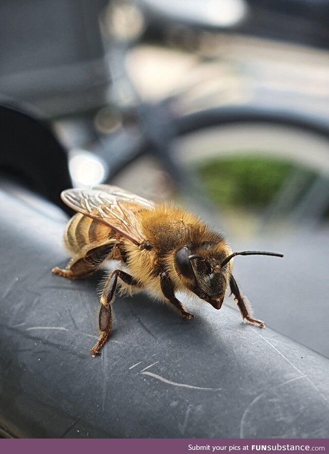 I took this picture of a bee today. Thought it looked pretty good!