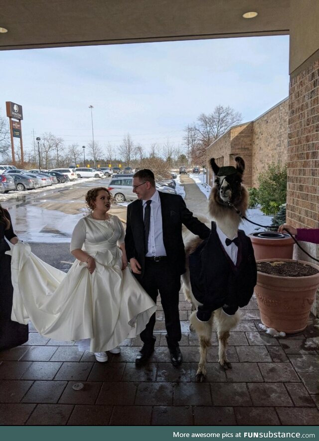 5 years ago I promised my sister I would bring a llama to her wedding