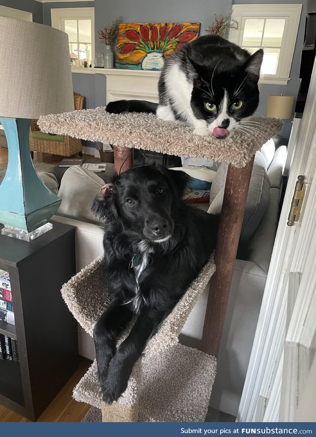 One of these things is not a cat