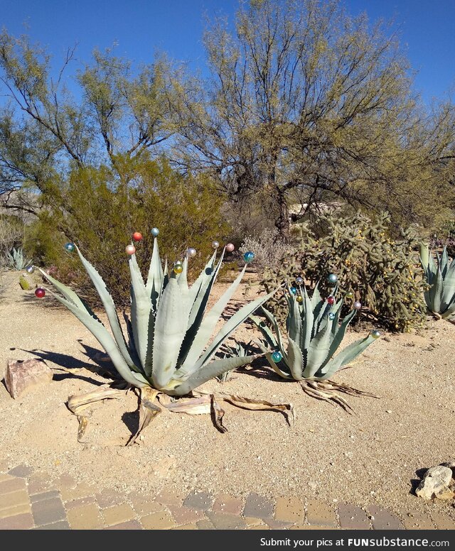 Happy Holidays from the Desert Southwest!