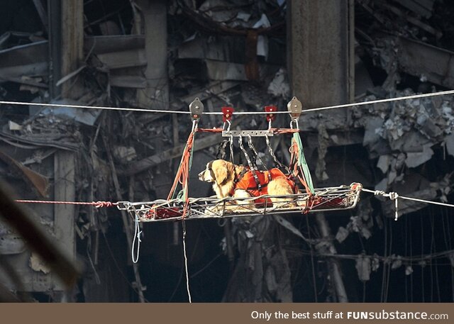 9/11 search and rescue dog Riley, being transported by Ropeway high above the worksite