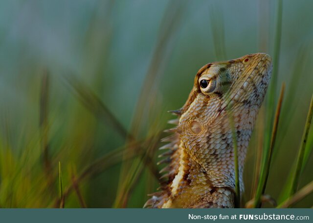 [OC] Oriental Garden Lizard (Calotes versicolor) resting in tall grass near Chennai, India