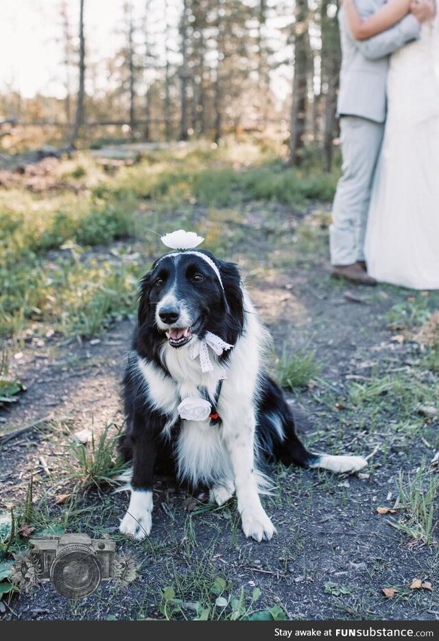 My dog looking so cute in wedding pics I had to share