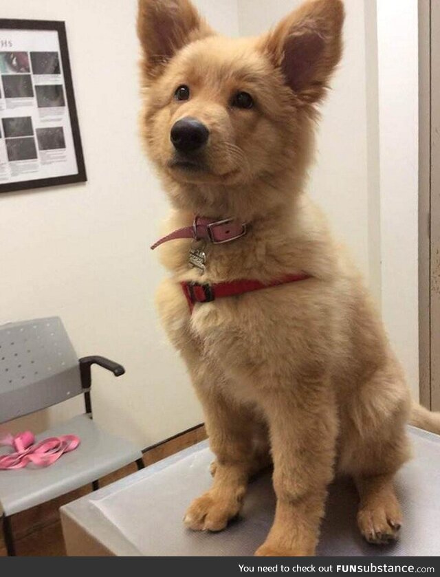 Golden Retriever x German Shepherd Puppy