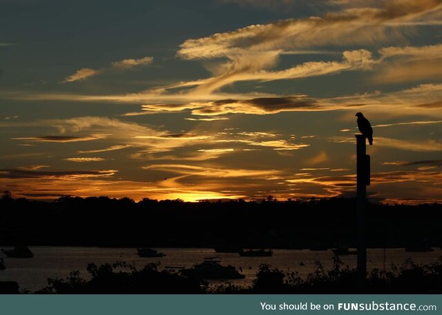 Hawk enjoying a sunset in Massachusetts [OC]