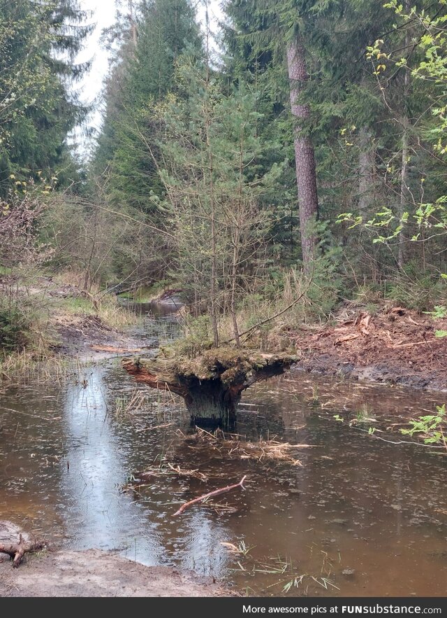 [OC] This stump is also an island