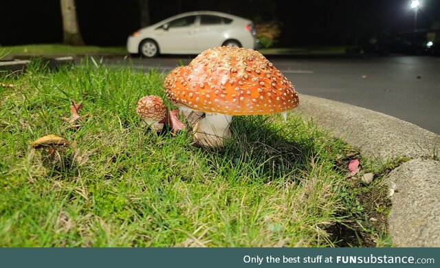 Ridiculously photogenic mushroom outside our parking lot