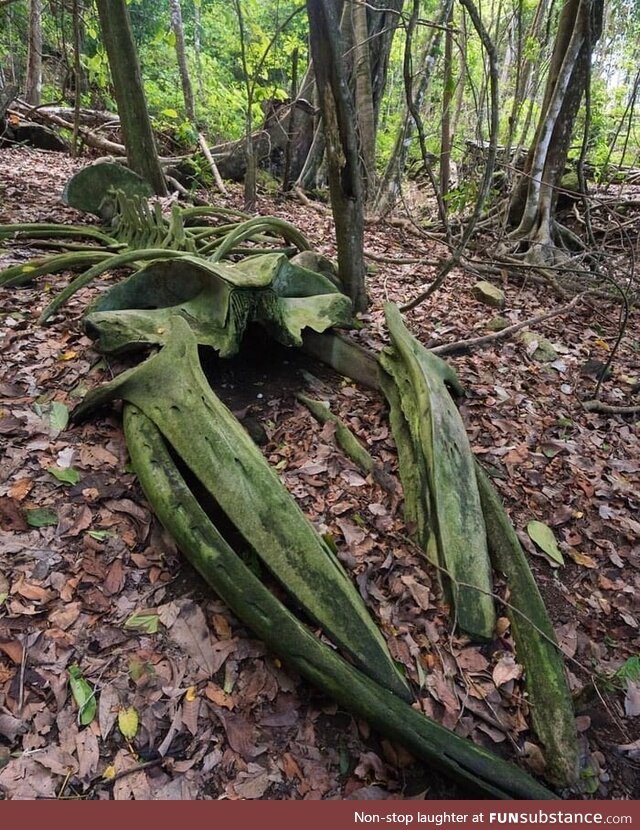 A whale skeleton in the middle of a rainforest in Osa Peninsula, Costa Rica