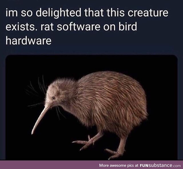 The Kiwi