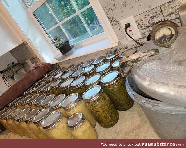 [OC] Freshly picked and freshly canned today: Malibu green beans and 21 day fermented