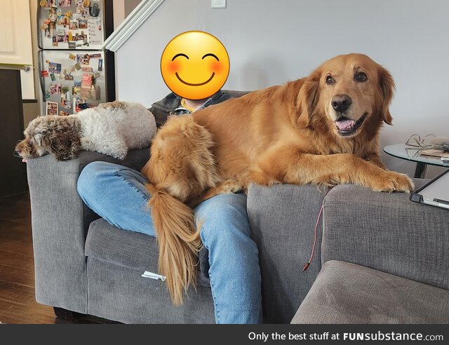 [OC] Our golden gets jealous when the neighbor's lap dog comes to visit